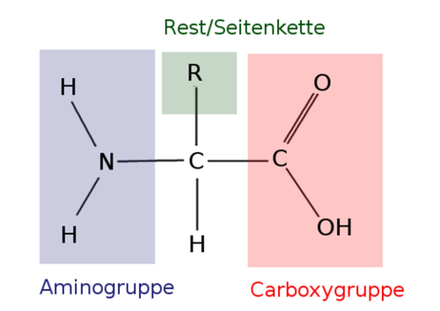 <p>Aminogruppe, Carboxylgruppe und individueller Rest</p>