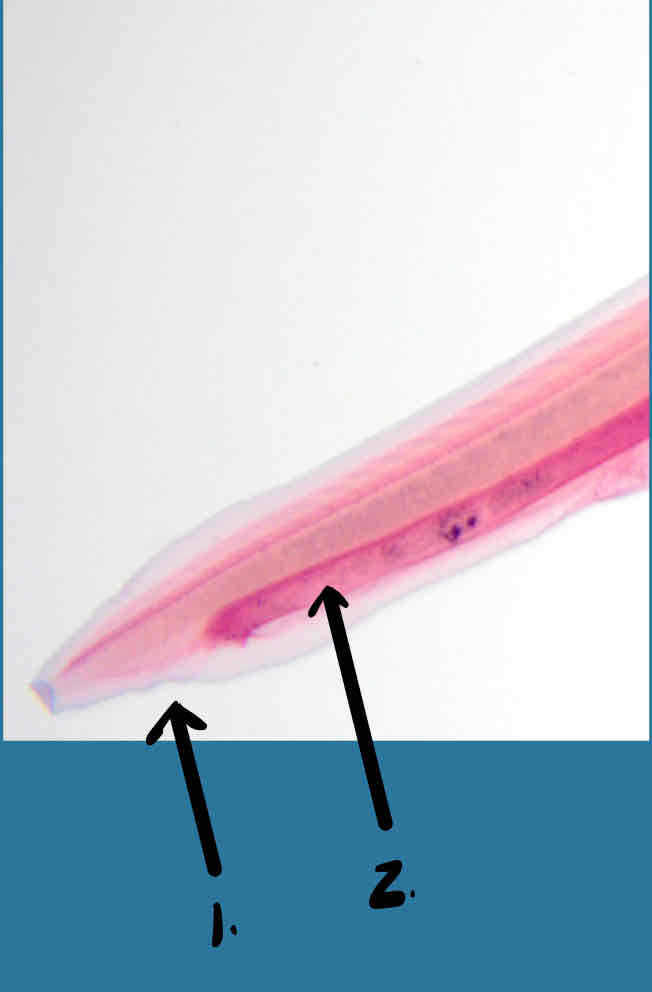 term image