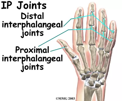 <p>in between the phalanges</p>