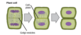<ul><li><p><span style="background-color: transparent; font-family: "Proxima Nova", sans-serif;"><span>Cell plate forms</span></span></p></li><li><p><span style="background-color: transparent; font-family: "Proxima Nova", sans-serif;"><span>Vesicles from the Golgi fuse to form two cell membranes</span></span></p></li><li><p><span style="background-color: transparent; font-family: "Proxima Nova", sans-serif;"><span>A new cell wall is laid down between the cell membranes</span></span></p></li></ul><p></p>