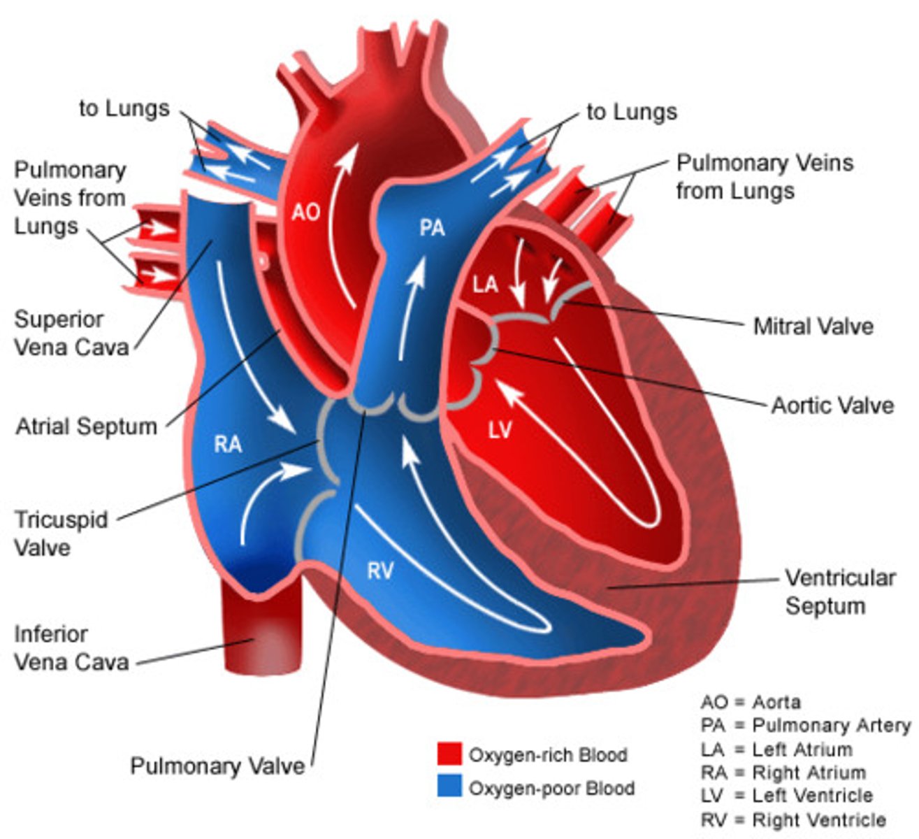 <p>What is the flow of blood in the pulmonary circulation?</p>