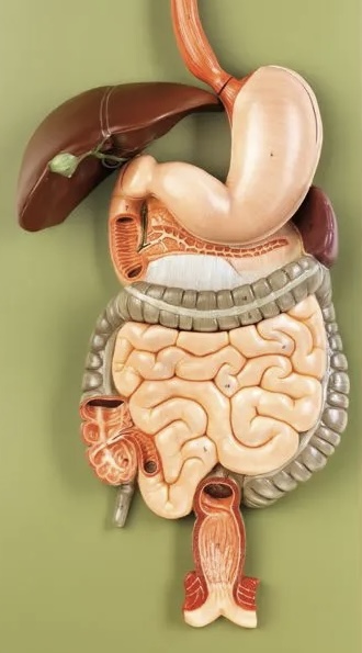 <p>Stomach</p>