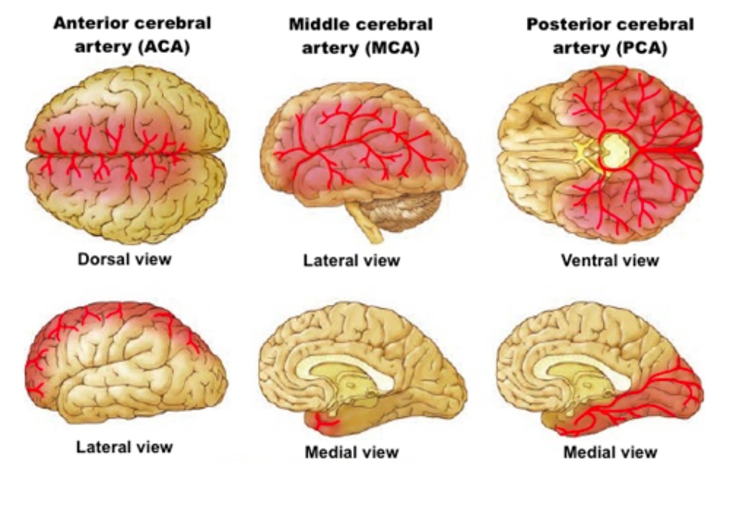 <p>Medial aspect of the hemispheres to the hypothalamus</p><p>Parietal and frontal lobe</p><p>Supplies the medial aspect of primary motor and primary somatosensory cortex and optic chiasm</p><p>Thus this artery control LL motor and sensory function (and perineum)</p>