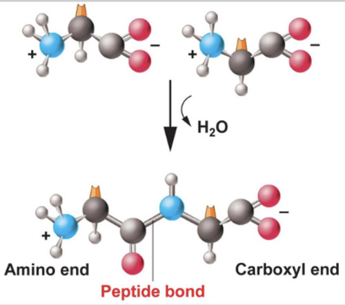 <p>The chemical bond that forms between the carboxyl group of one amino acid and the amino group of another amino acid. (No side chains involved). -is always arranged from n-terminus (amino end) to c-terminus (carboxyl end)</p>