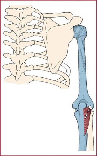 lateral epicondyle of humerus