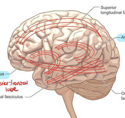 <p>whats the 2 white matter tracts in blue called </p>