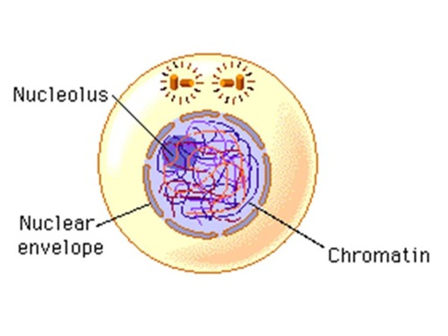 <p>phase of the cell cycle where the cell grows, replicates DNA then grows again</p>