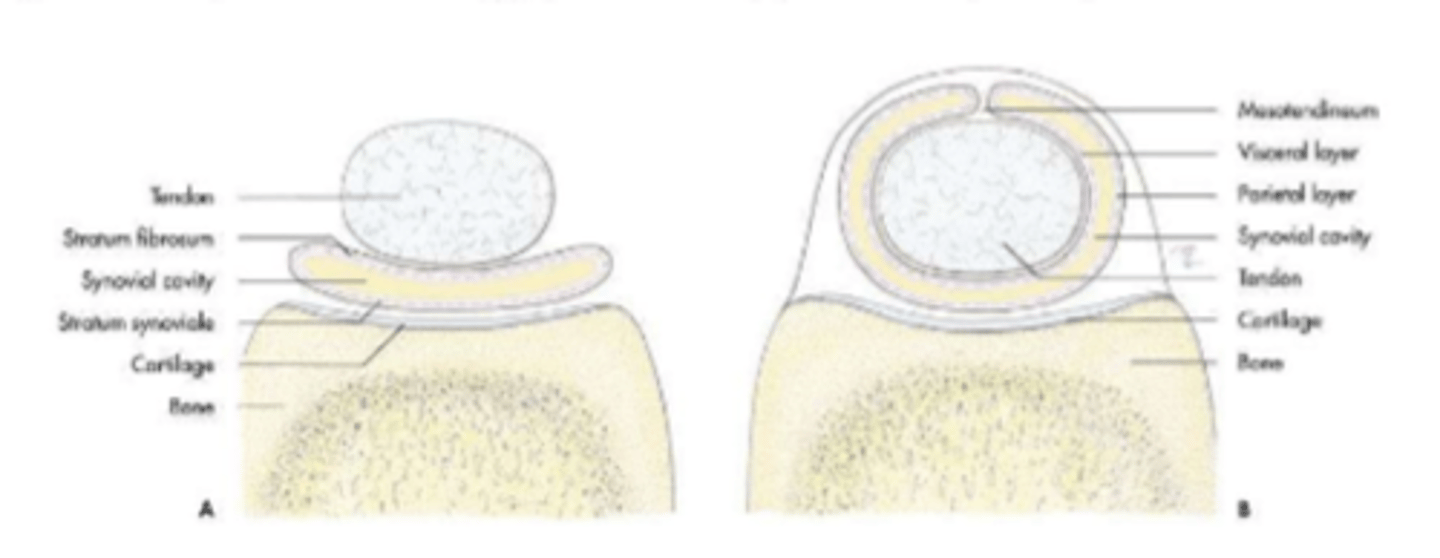 <p>synovial bursae</p>