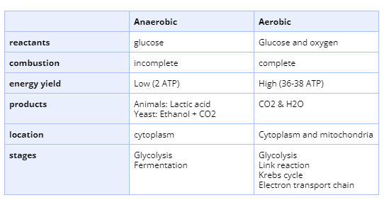 <p>aerobic: 36-38 ATP per glucose molecule, complete oxidation of glucose to water n h20</p><p>anaerobic: opp + oxygen debt due to incomplete oxidation</p>