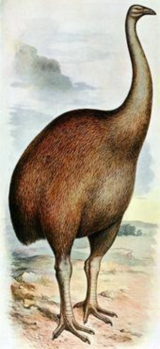 <p>Anthropogenic species that were hunted by Polynesian people since they were large, couldn't fly, and not fast</p>