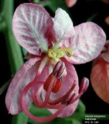 <p>Banner-type asymmetric corolla seen in what flowers?</p>