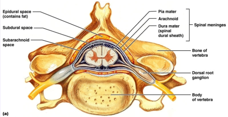 Anatomy of the Spinal Cord <br />