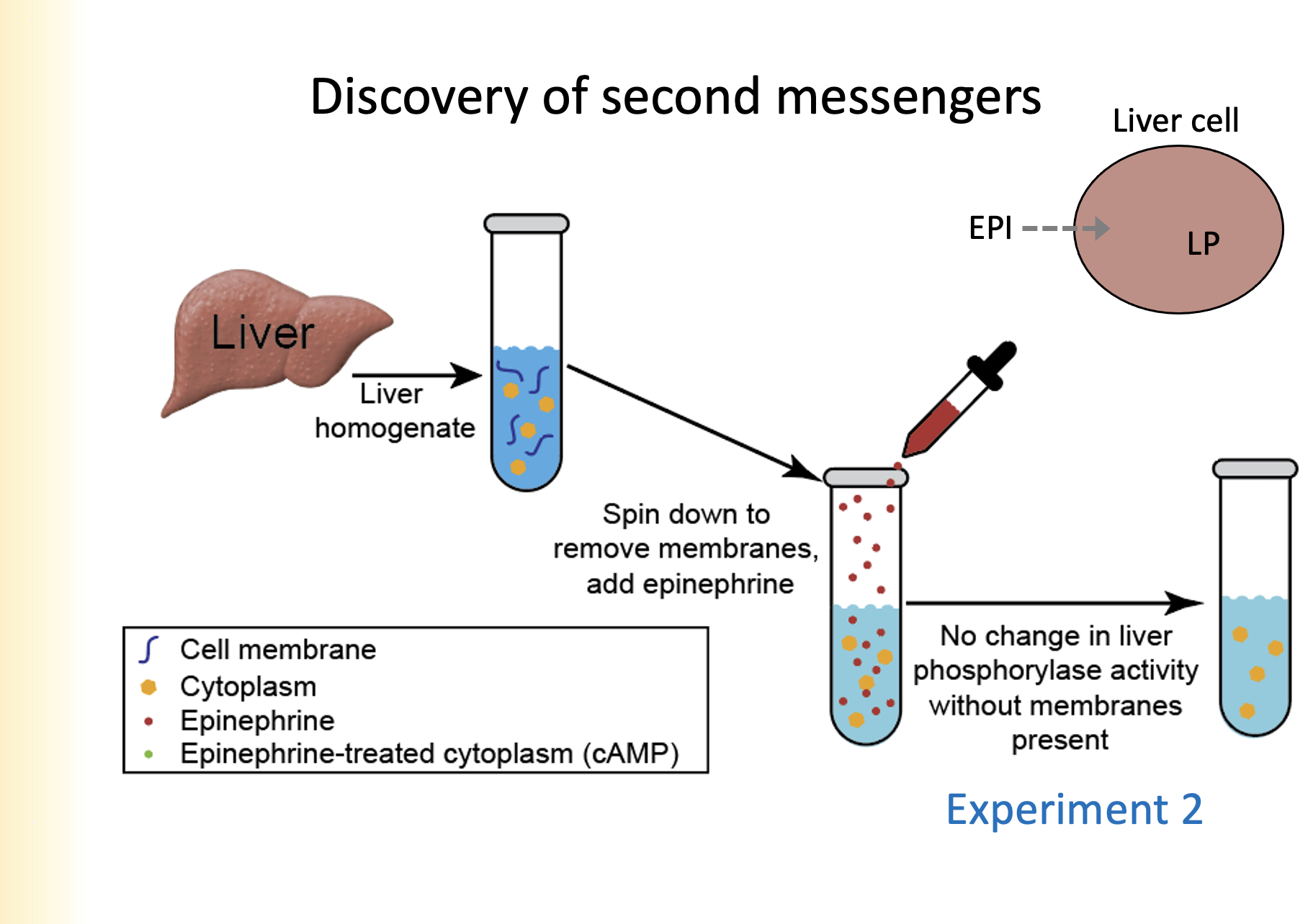
1. Liver homogenate is added to a cell vial
2. The cell is placed through a centrifuge to spin down to remove membranes
3. Epinephrine is added
4. No change in liver phosphorylase activity without membranes present

Showed: membrane is necessary for kinase activity