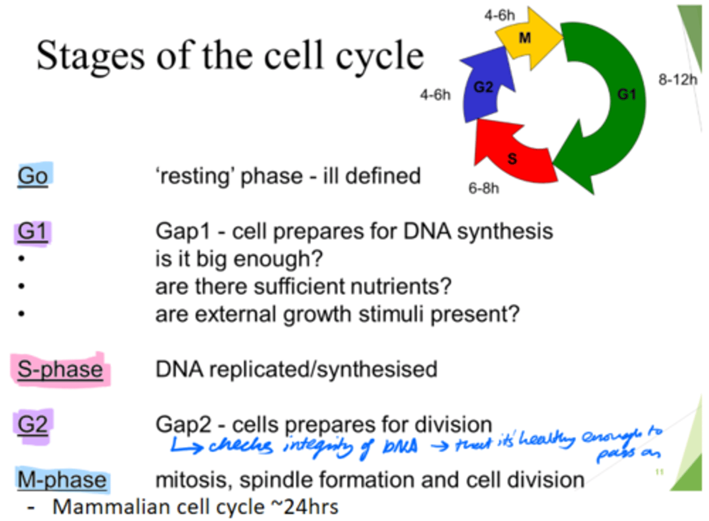 <p>Gap 1 - cell growth.</p><p>Cell prepares for DNA synthesis.</p>