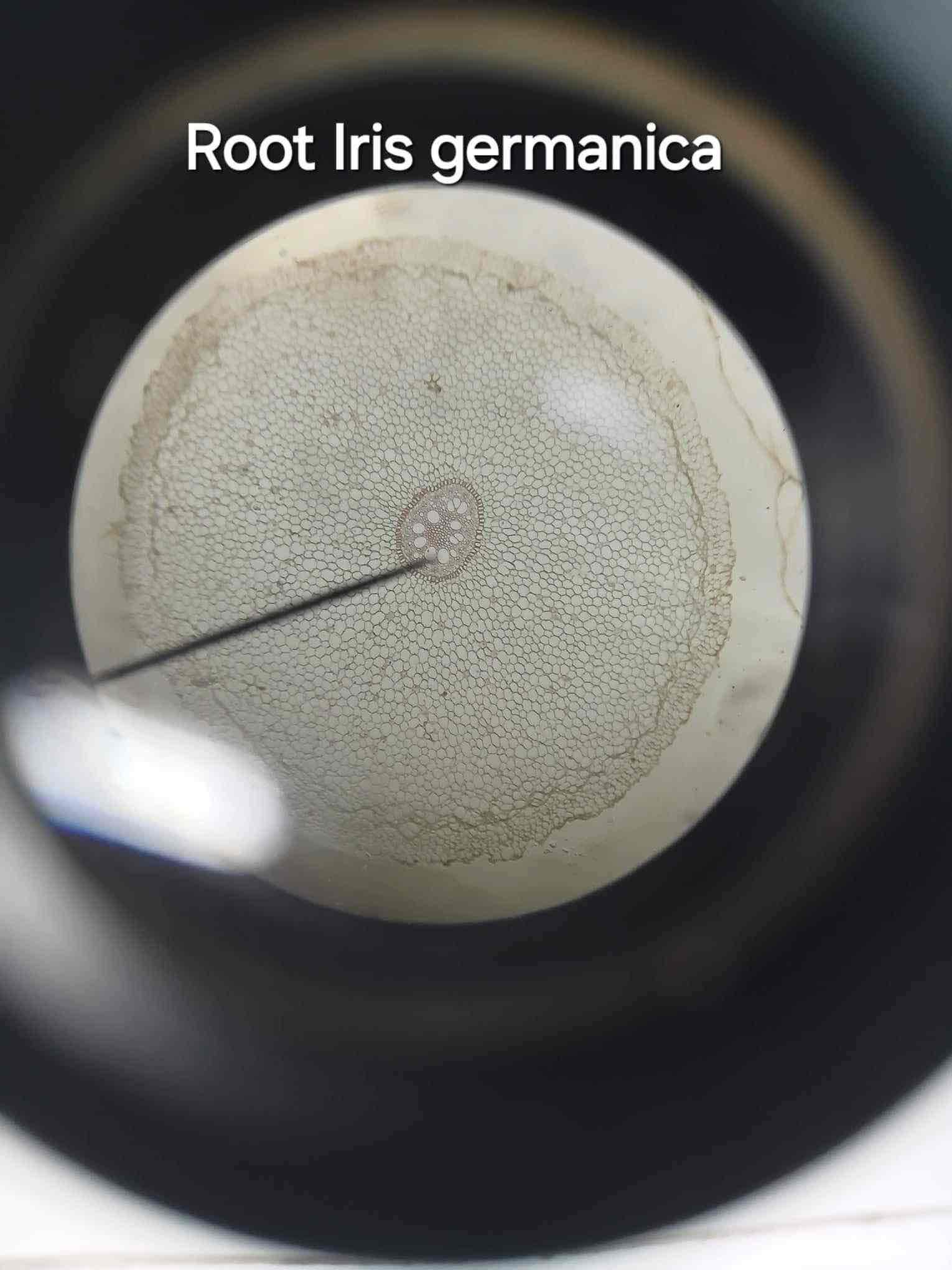 <p>A structure found in the root of Iris germanica that regulates water movement.</p>