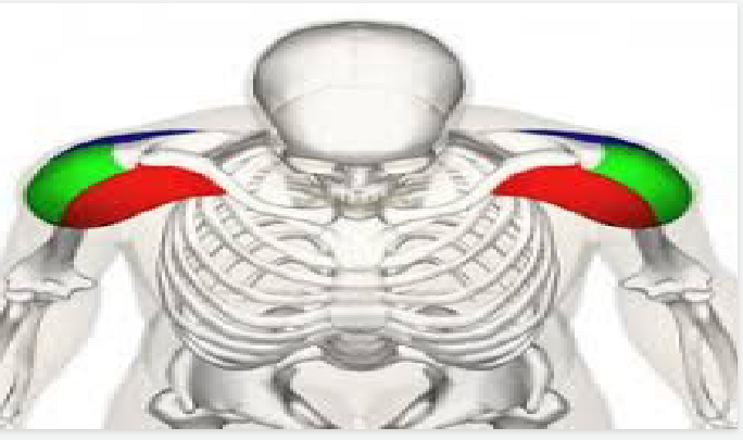 <p>Upper body (red)</p>