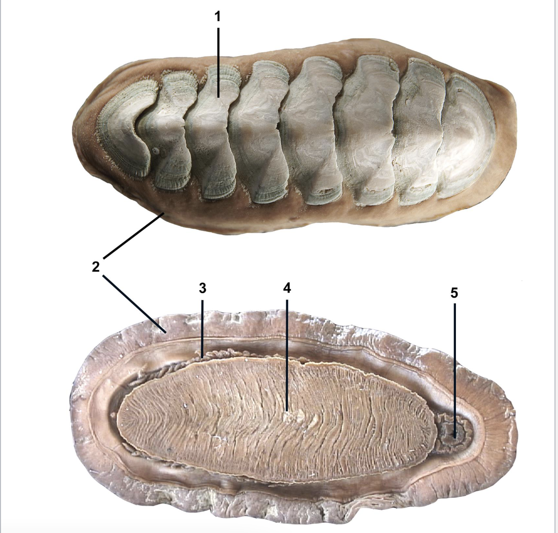 <p>Identify the labeled parts of this polyplacophoran</p>