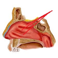 create turbulence to warm air in nose before going to lungs
