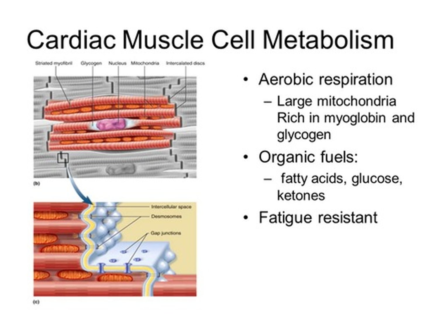 <p>True. Even under Fed or Fasted conditions, Cardiac myocytes still prefer Fatty Acids as their primary fuel source.</p>