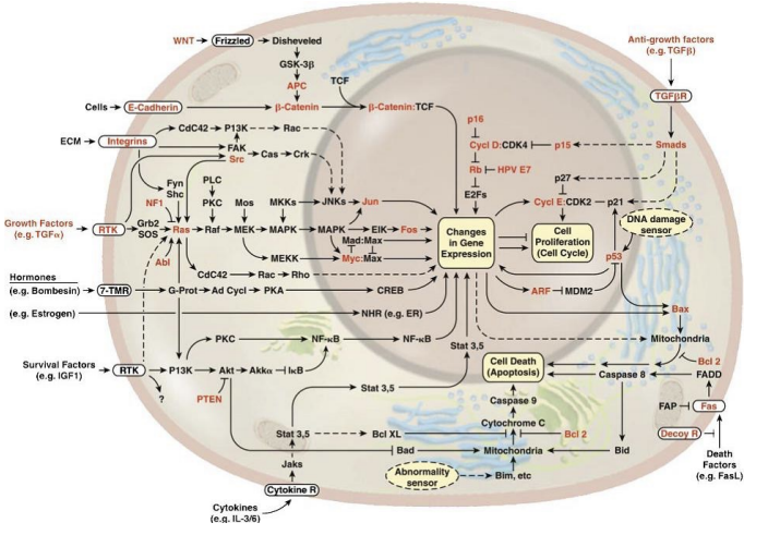 <p>Ultimately, the state of a cell depends on a dynamic interplay between its genes and environment. The study of cell biology seeks to identify and understand the pathways and mechanisms that mediate this process in a variety of contexts.</p>