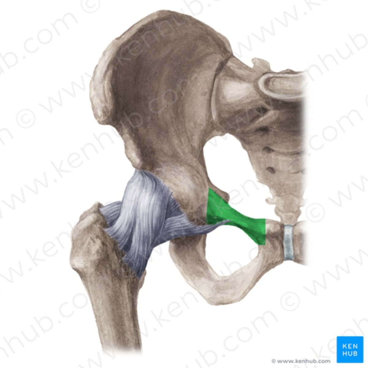 <p>ramus superior ossis pubis</p>