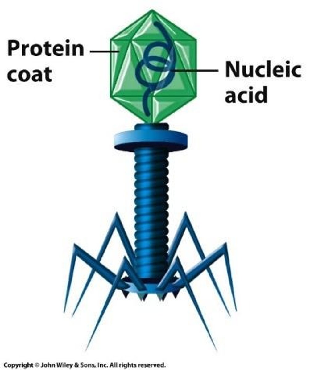 <p>A virus that infects bacteria, lacking organelles and cannot replicate without hijacking a host cell.</p>