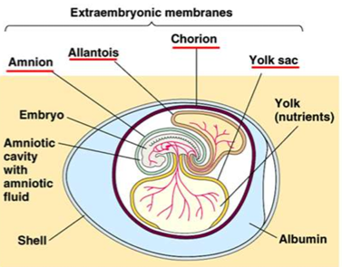<ul><li><p>They have <strong>amniotic eggs</strong> with <strong>four membranes</strong>: amnion, chorion, yolk sac, allantois</p></li><li><p>These membranes <strong>protect the embryo</strong> and <strong>reduce dependence on water</strong> for reproduction</p></li></ul><p></p>