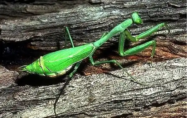 <p>Raptorial front legs, triangular head, excellent predators.</p>