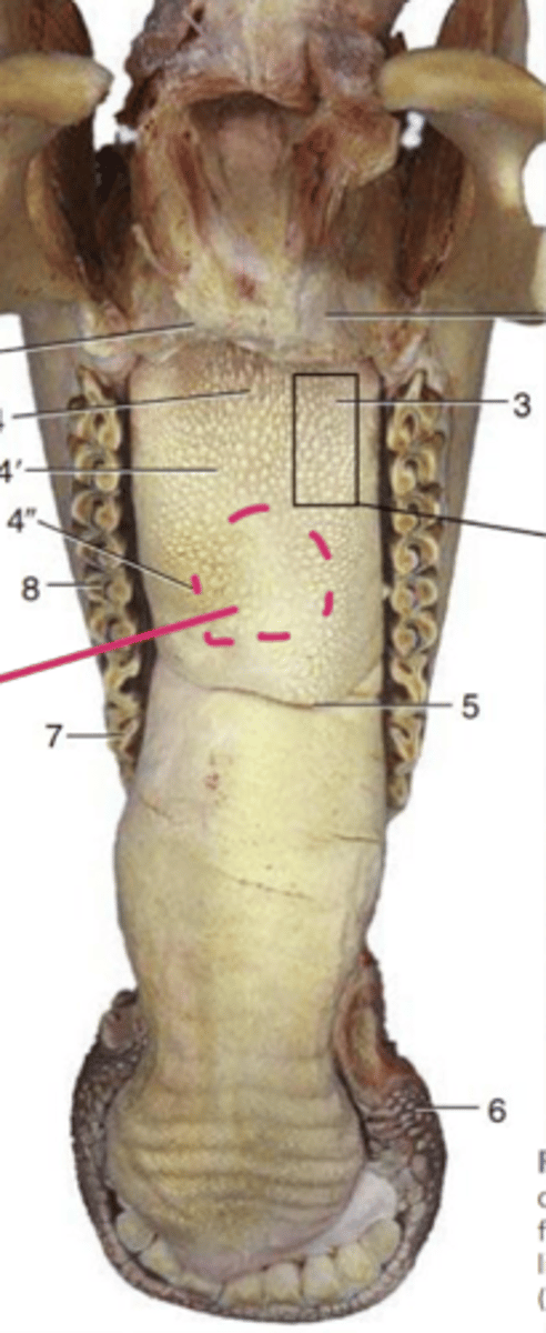 <p>what is one additional gustatory papillae type on the ruminant tongue between the body and root of the tongue in the area indicated in the image</p>