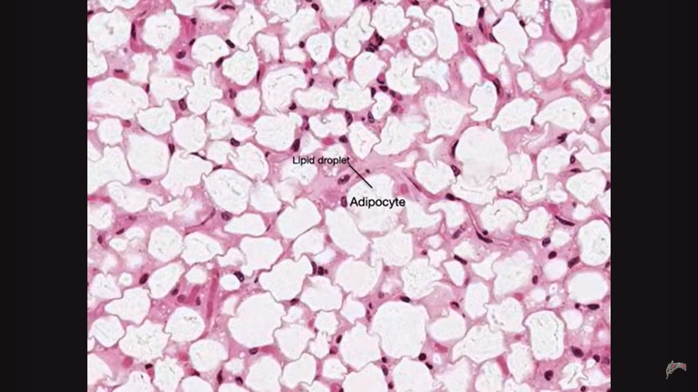 <p>these are fat cells that store lipid in a single droplet</p>