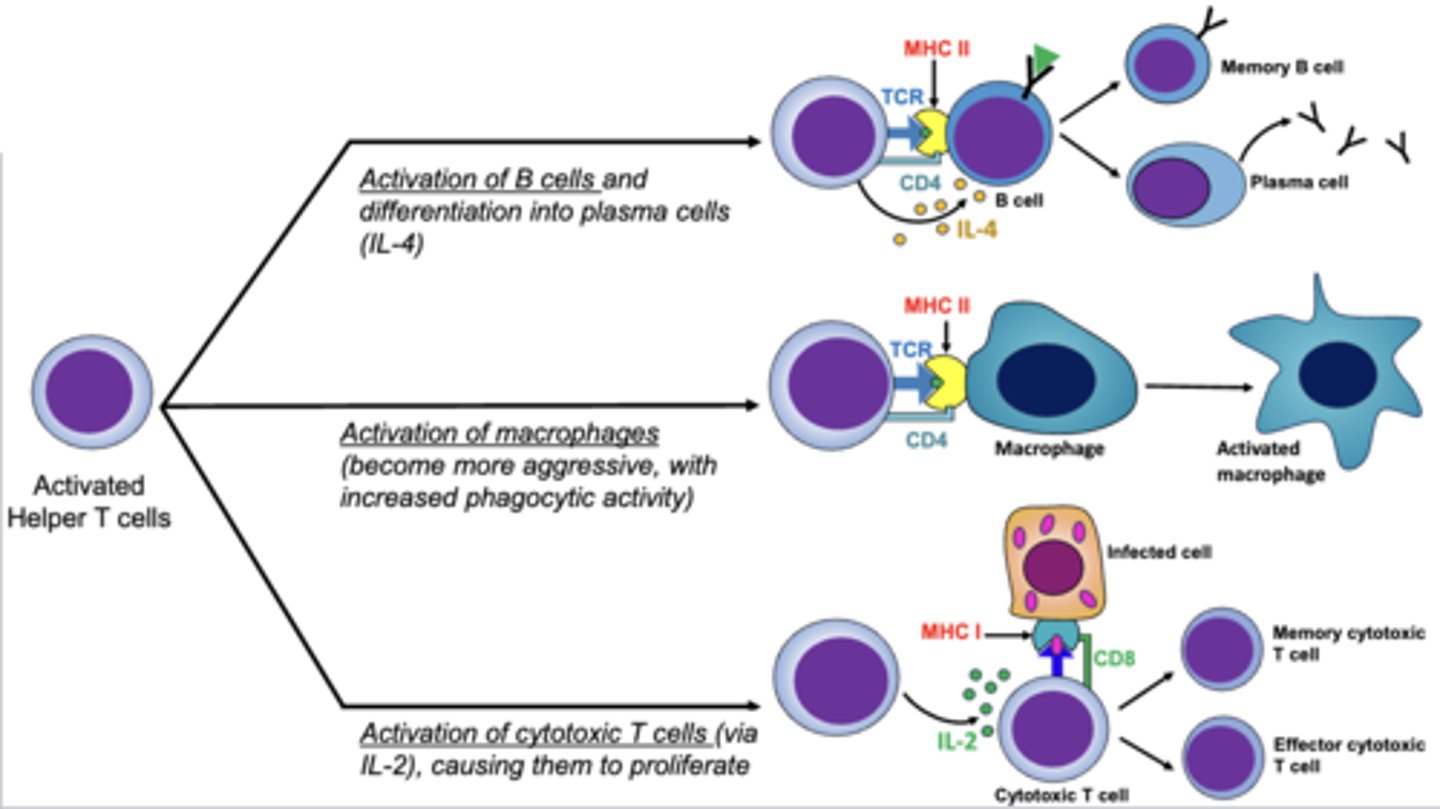 <p>1. b cells (differentiate into plasma cells) through IL-4</p><p>2. macrophages (increased phagocytic activity and aggression)</p><p>3. cytotoxic t cells (proliferation) though IL-2</p>
