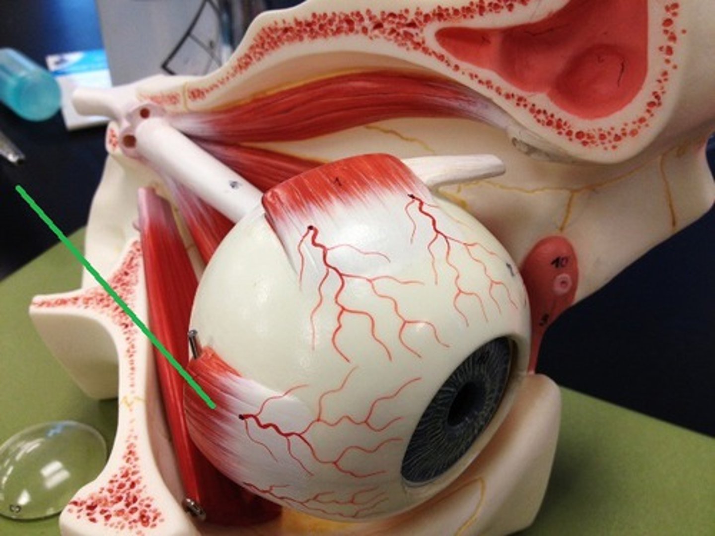 <p>Muscle right in the middle of the lateral side of eye</p>