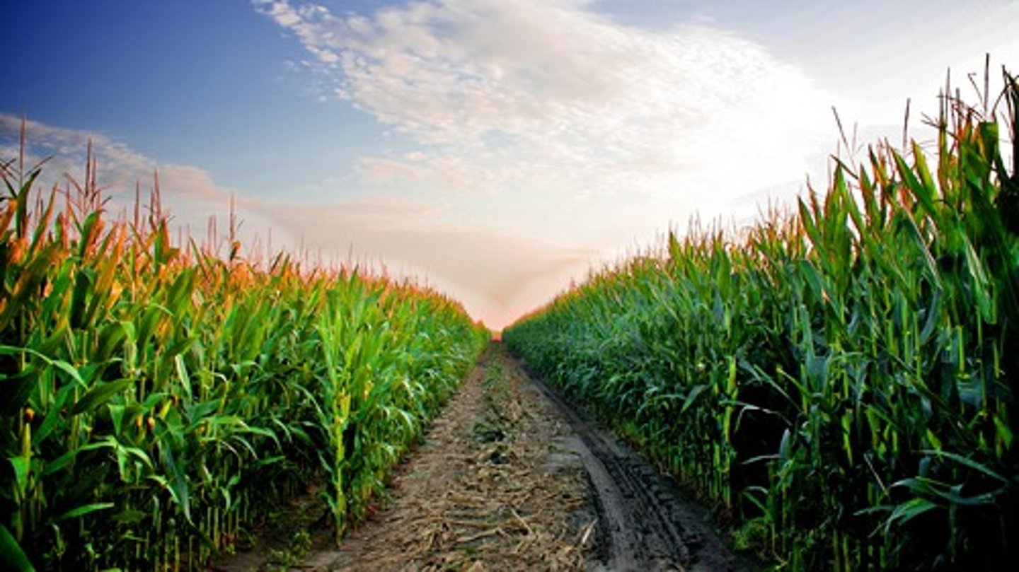 <p>farmers in Nebraska grow lots of corn</p>