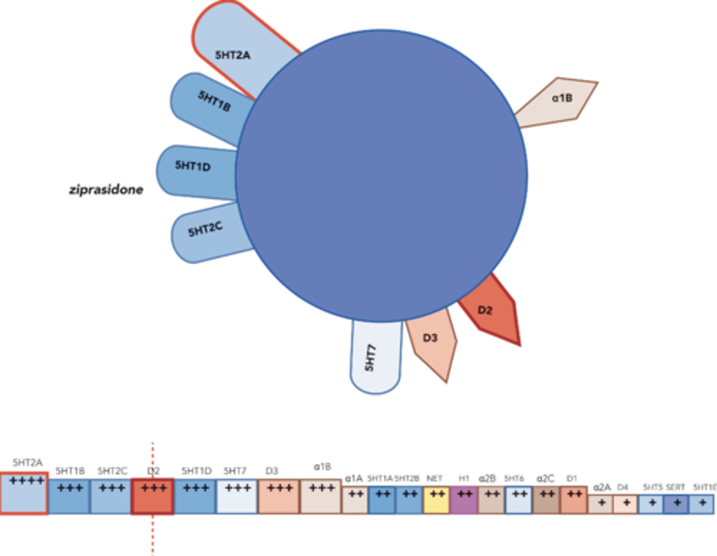 <p>-Contraindicated in pts w/ hx of prolonged QT, MI, or arrhythmias</p><p>-Causes QT prolongation, ventricular arrhythmias and sudden death</p><p>-No effect on body weight and blood glucose</p><p>-Doesn't act at sedating receptors</p>