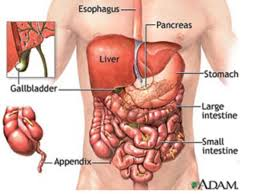 <p>intestine, rectum</p>