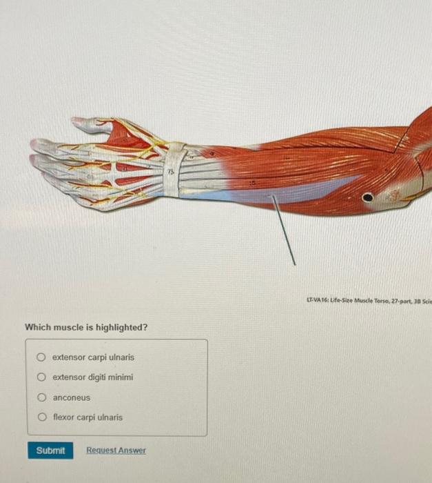 Action: extends pinky finger