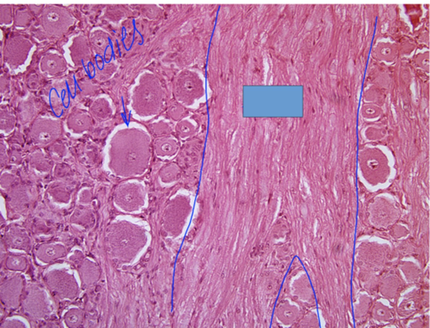 <p>Identify the specific structure</p>