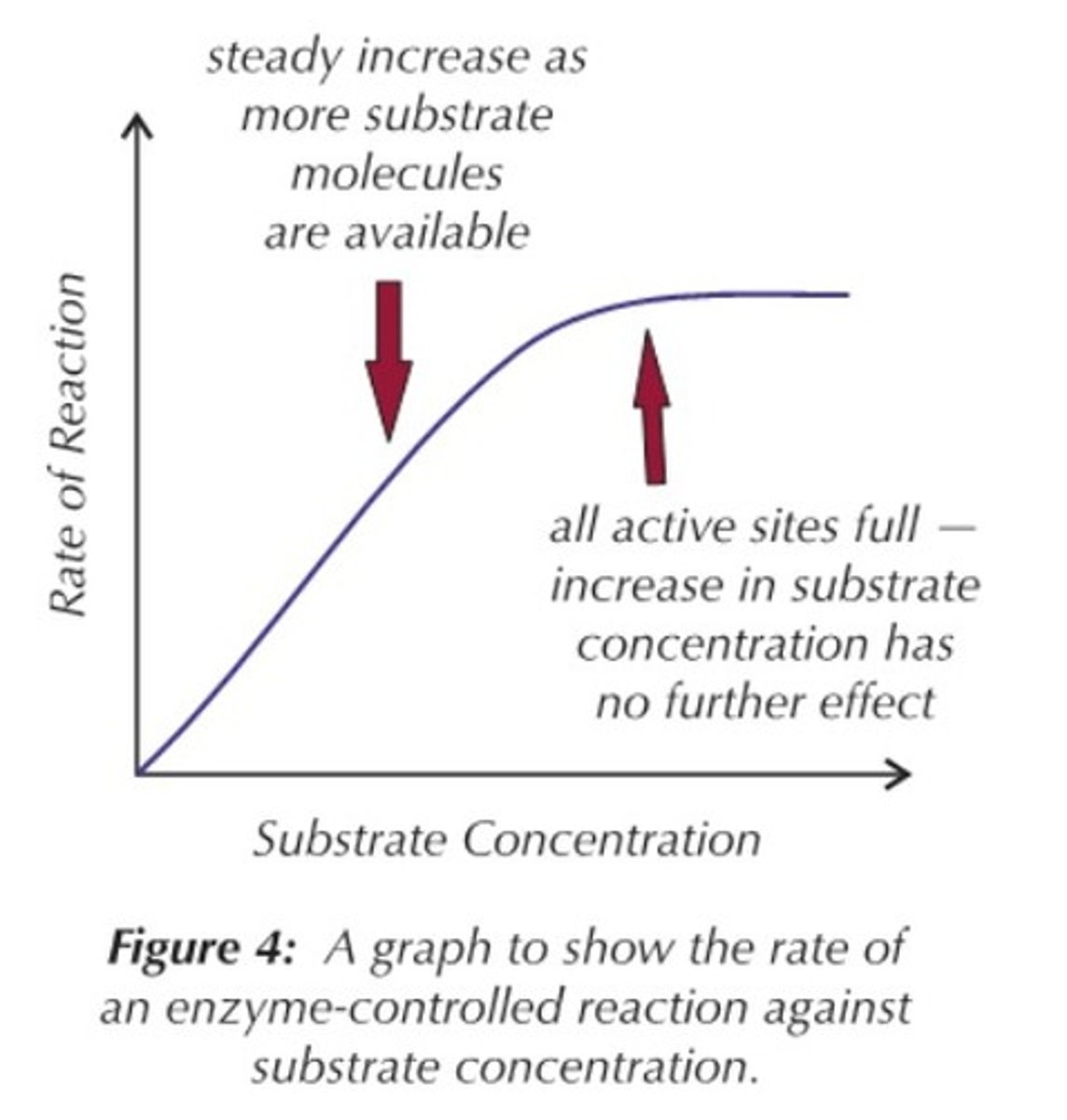 <p>As substrate level increases, the rate of reaction also increases. It does this to a certain point at which the rate of reaction will reach a maximum rate and stop increasing because there would not be enough enzyme to catalyse the reaction and this would now become the limiting factor. All the active sites of the enzymes are saturated (occupied), meaning they can't work any faster.</p>