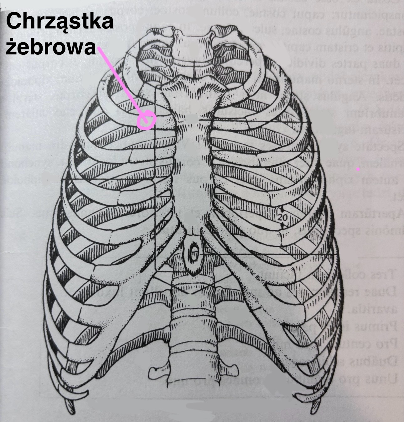 <p>Chrząstka żebrowa</p>