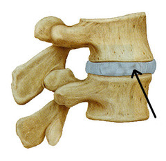 slightly movable joint