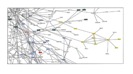 <p>Yeast have been an immensely useful eukaryotic cell model to identify protein function.</p><p>Most yeast proteins have _________ - so we can use them to understand human protein-protein interactions; can isolate proteins in bulk → creation of networks of interactions</p>