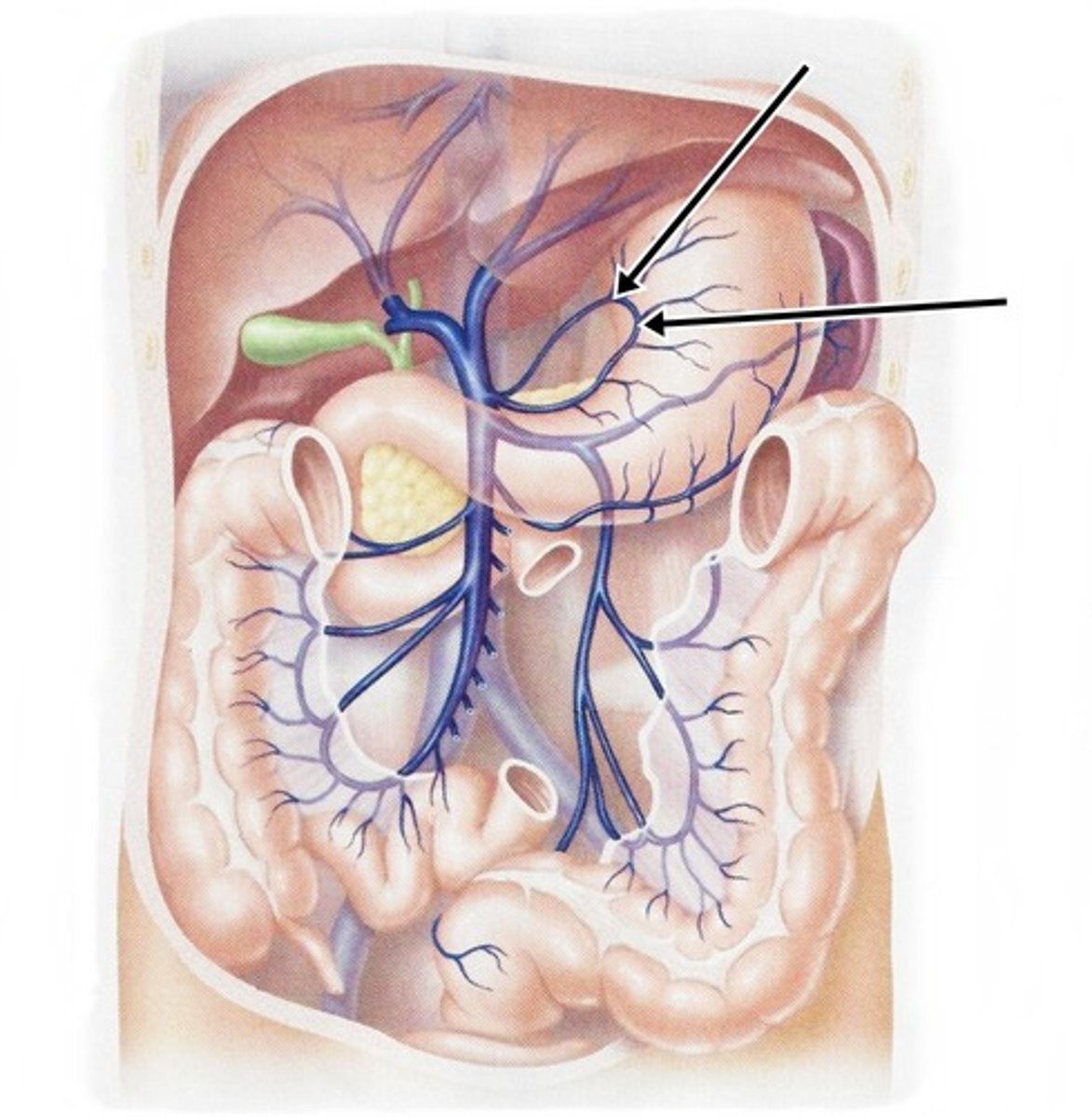 <p>drains stomach</p>