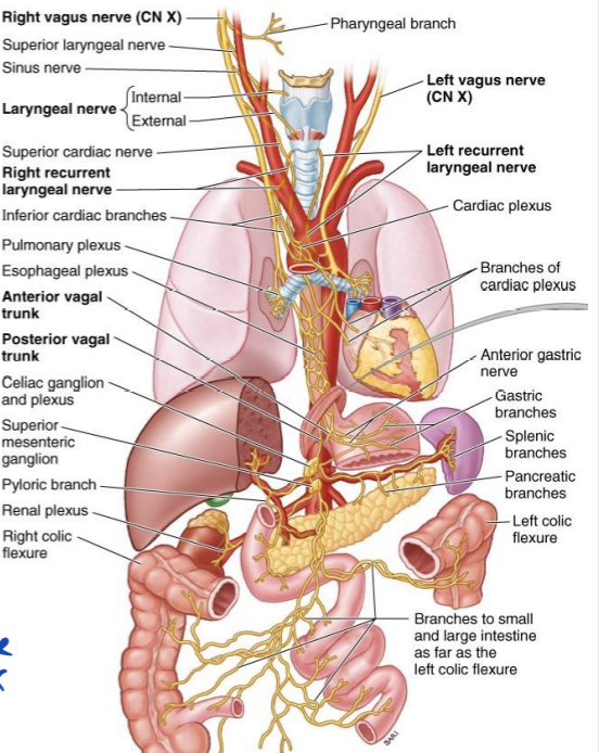 <p>CN X - both</p><p>o: medulla</p><p>p: jugular foramen</p><p>f:</p><ul><li><p>motor: muscles of pharynx + larynx + parasympathetic → thorax + abdomen</p></li><li><p>sensory: general sense - epiglottis + lower pharynx</p></li></ul>