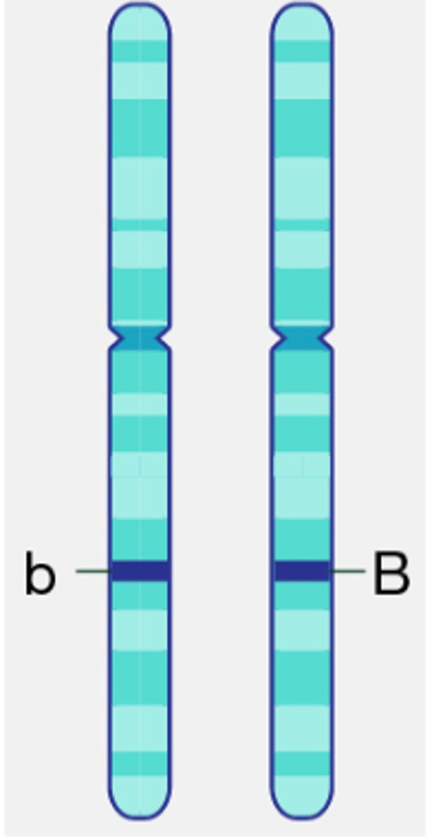 <p>● Different forms of a gene</p><p>● One of two (usually dominant or recessive) or more DNA sequences occurring at a particular gene locus</p><p>● Inherit 1 allele for each gene from each parent</p>
