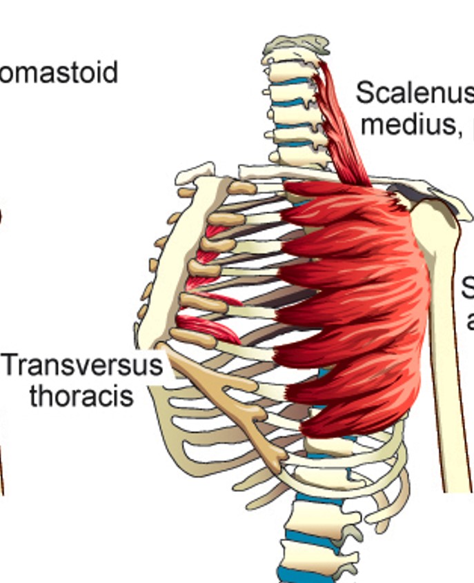 <p>Transversus Thoracis</p>