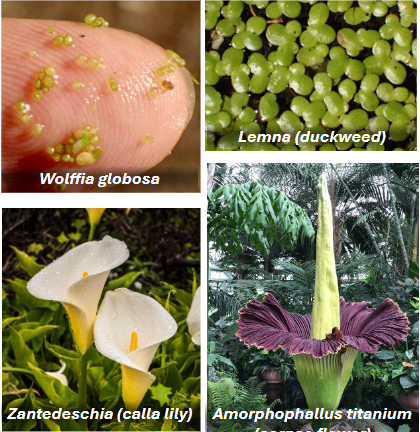 <p>Order: Alismatales</p><ol><li><p>Net-veined lvs or reduced veg body</p></li><li><p>Infl spike (<strong>spathe</strong>) with <strong>spadix</strong> (modified bract)</p></li><li><p>Pistillate flowers below staminate flowers</p></li></ol><p></p>