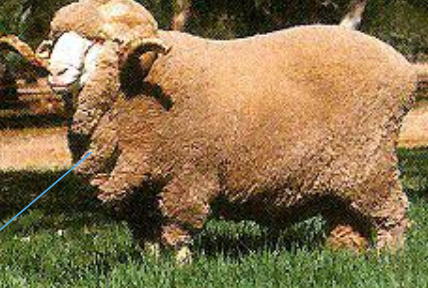 <p>Merino</p><p></p><p><strong>Origin</strong>:&nbsp;Spain</p><p><strong>Color</strong>:&nbsp;White face, skin folds, wool extends down legs</p><p><strong>Horns</strong>:&nbsp;Rams horned; Ewes polled</p><p><strong>Traits</strong>:&nbsp;High quality, fine wool, Breed year-round</p>