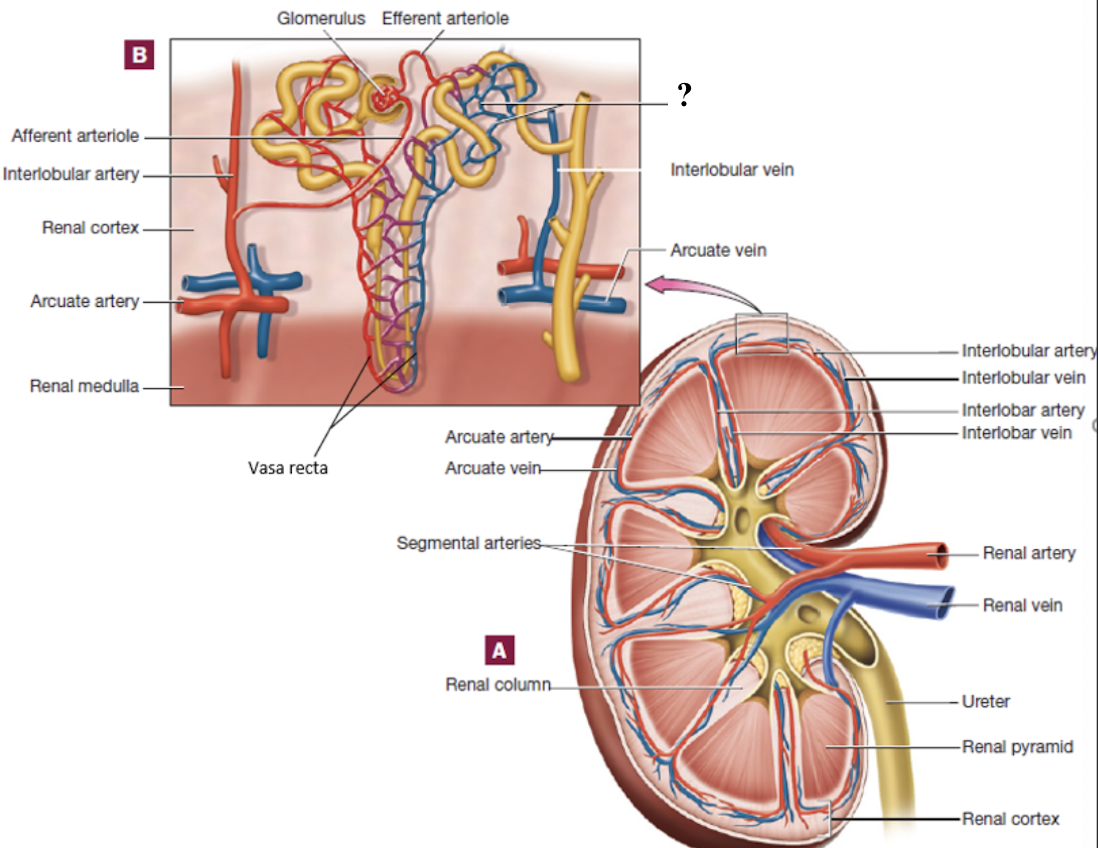 <p>second capillary bed surrounding cortical nephron tubules </p><ul><li><p>provide tubules with oxygen and nutrients </p></li><li><p>reabsorb substances from the tubules back into the blood </p></li></ul><p></p>