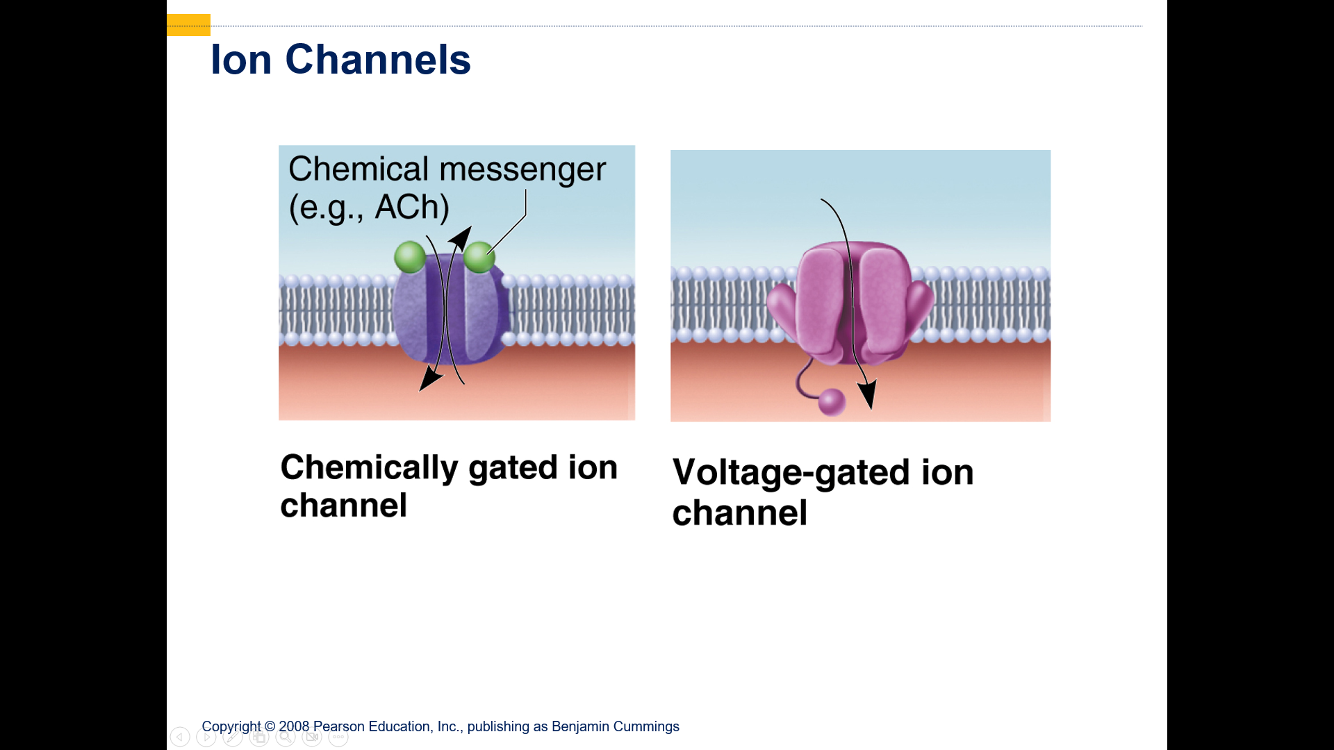 open or close in response to voltage changes in membrane potential
