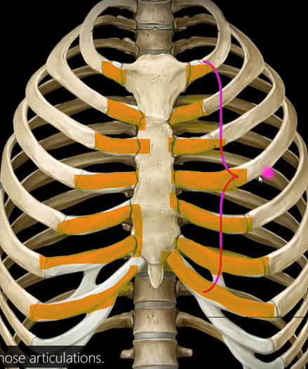 <p>What are these ribs?</p><p></p>